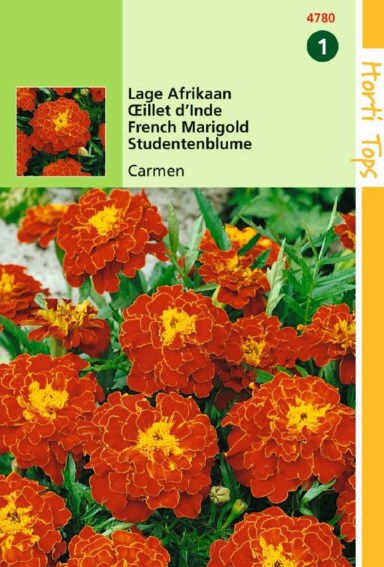 French marigold Carmen (Tagetes patula) 350 seeds
